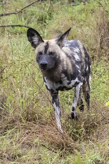 African wild dog