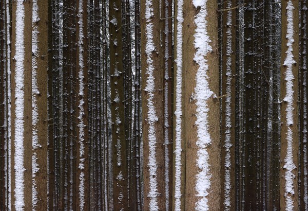 Trunks of a spruce monoculture in winter form a graphic pattern