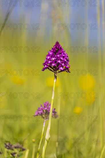 Pyramidal orchid