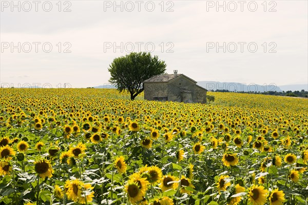 Sunflowers in bloom