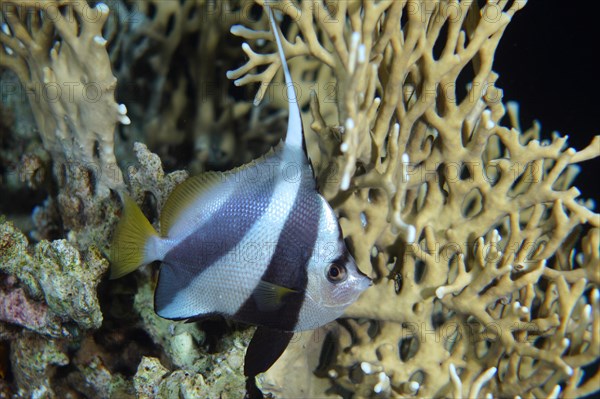 False moorish idol