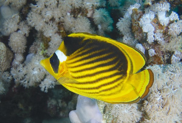 Diagonal butterflyfish