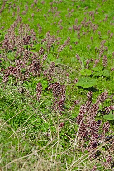 Butterbur