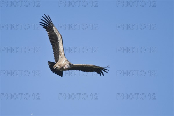 Griffon Vulture