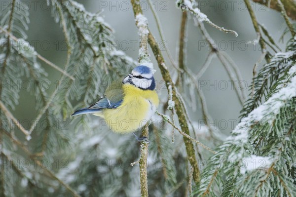 Eurasian blue tit
