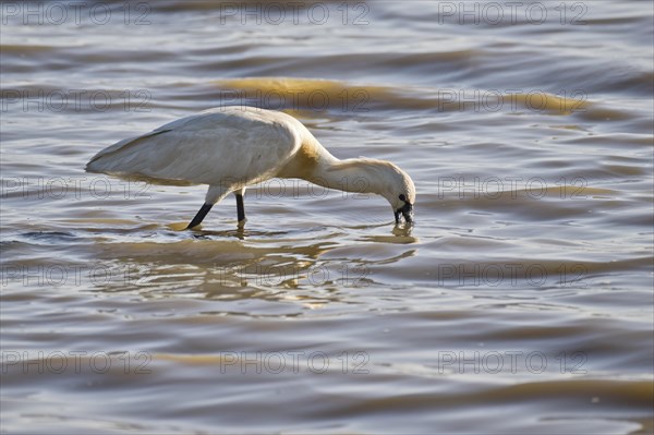 Spoonbill