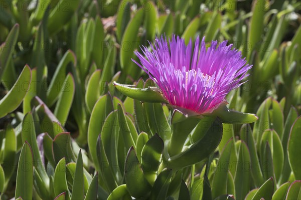 Ice plant