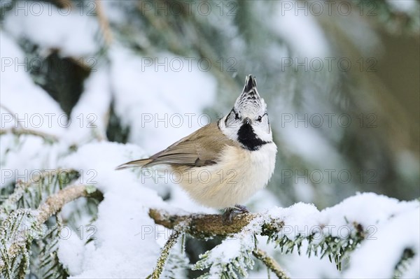 European crested tit