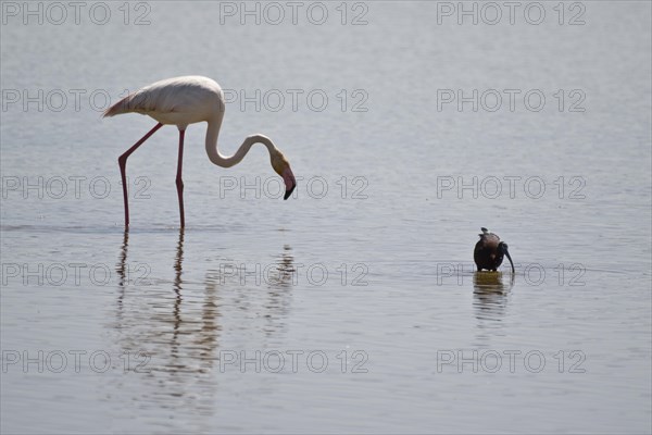 Greater flamingo