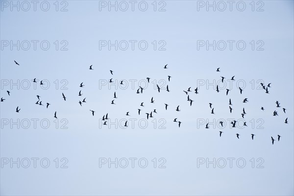 Cliff Swallows