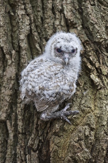 Young Tawny Owl