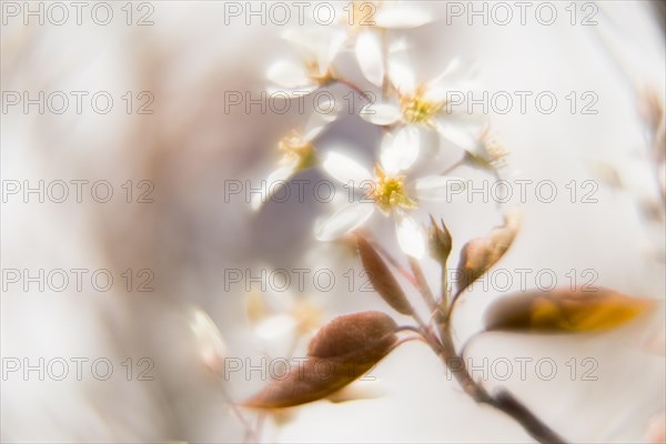 Flowering branch of a weeping pear