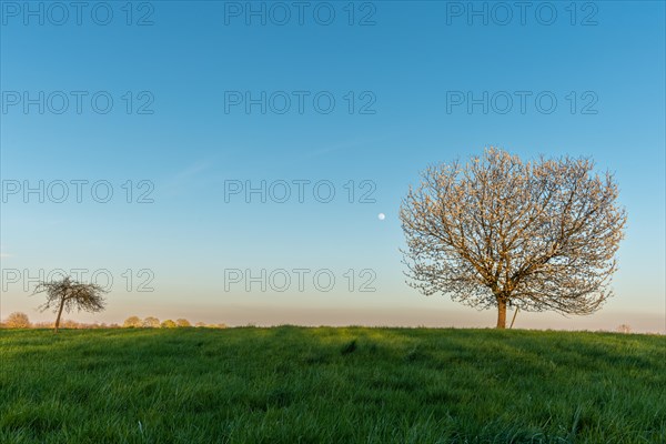 Apple tree in bloom in meadow at full moonrise at dusk. Alsace