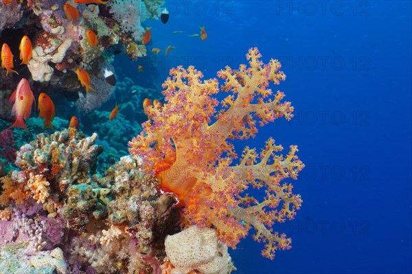 Hemprich's tree coral