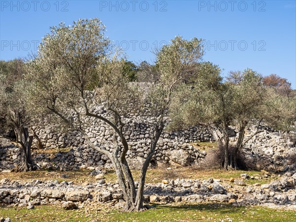 Olive grove