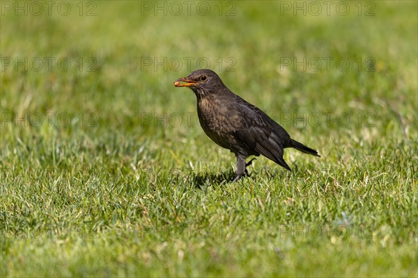 Blackbird