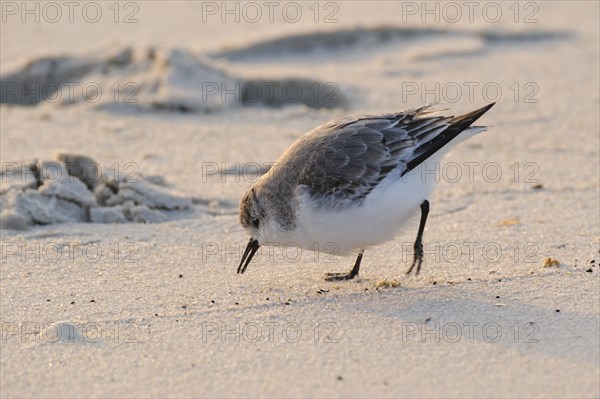 Sanderling