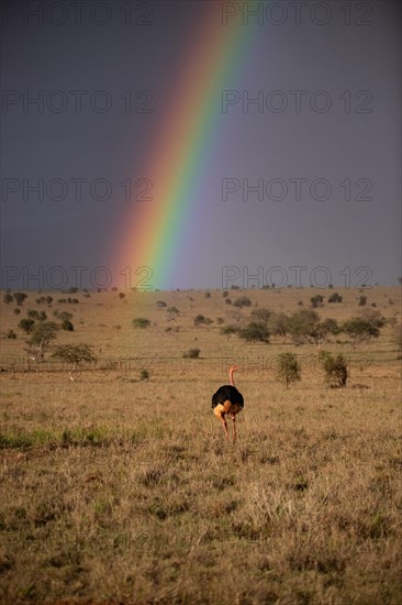 Beautiful wide landscape up to the horizomt and rainbows in the savannah of Taita Hills Wildlife Sanctuary