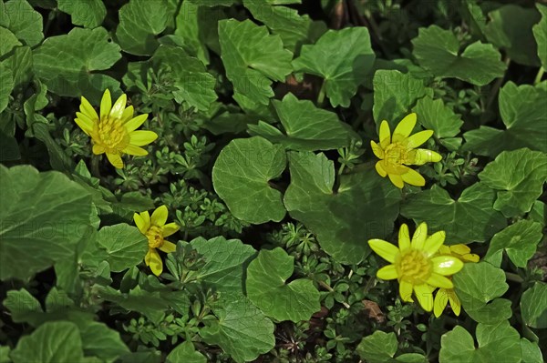 Lesser Celandine