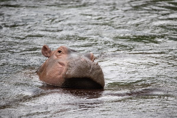 Niel horses chilling in the sunshine in a river in Tsavo East National Park in Kenya Africa