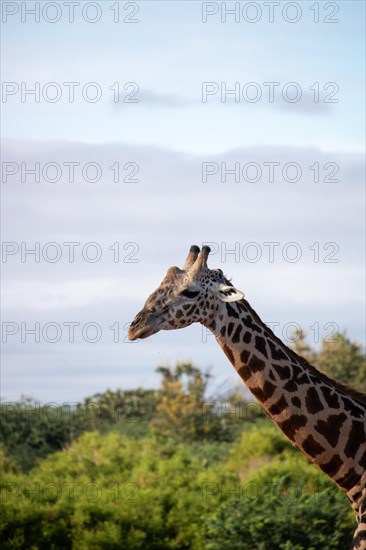 Single giraffe