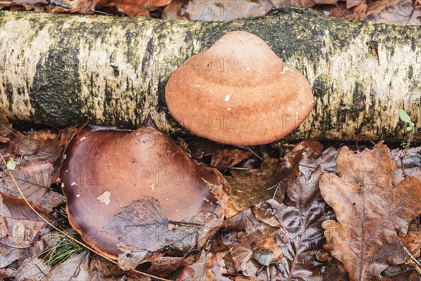 Birch tongue porling