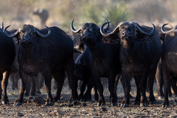 African buffalo