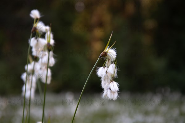 Common cottongrass