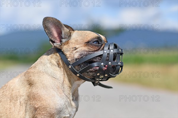 French Bulldog dog with short nose wearing leather muzzle for protection against biting
