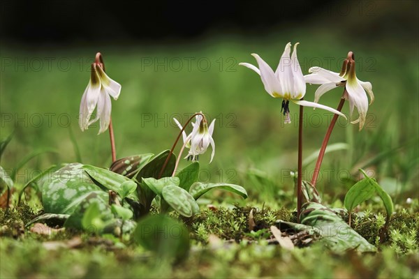 Dog's tooth violet