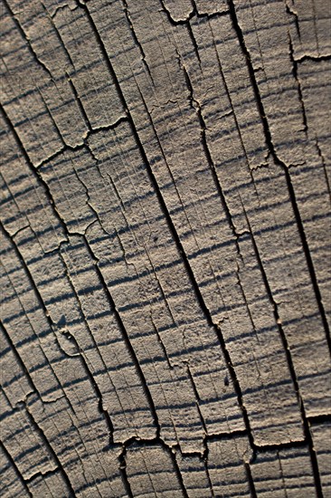 Cut tree stump surface as a background texture
