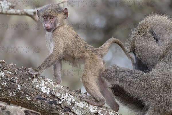 Olive baboon