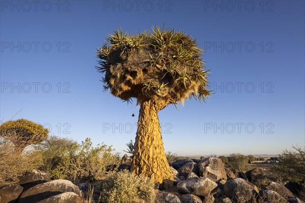 Quiver tree