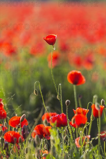 Poppy field