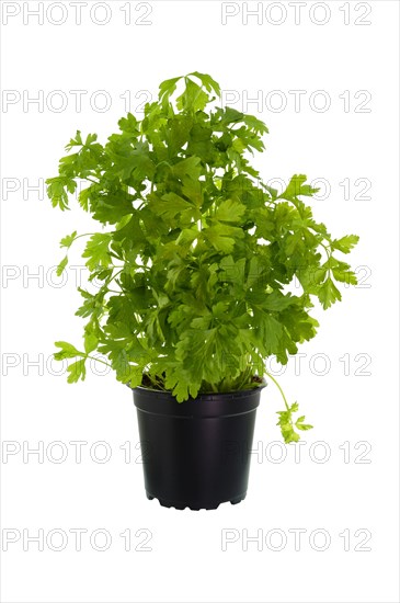 Parsley