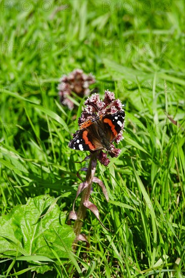 Butterbur