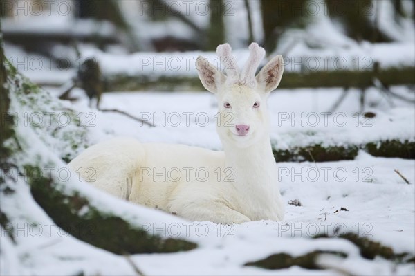 Roe deer