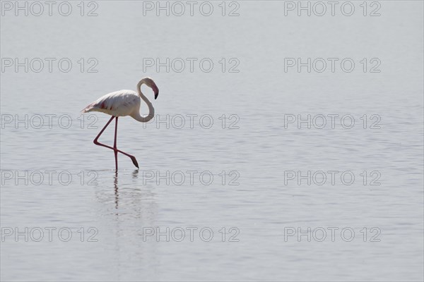 Black-winged Black-winged Stilt