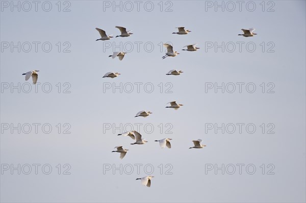 Cattle Egret