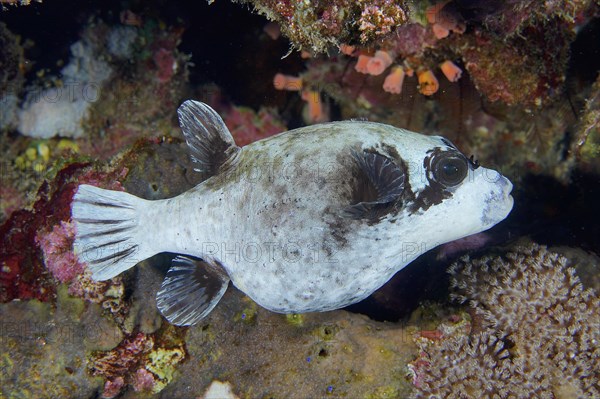 Masked pufferfish