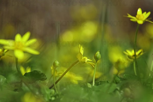 Lesser Celandine