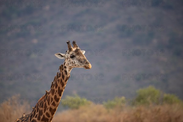 Single giraffe