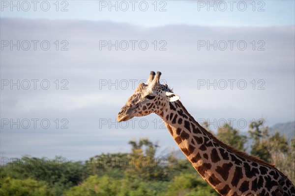 Single giraffe