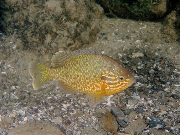 Pumpkinseed sunfish