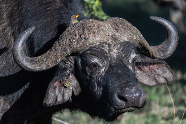 African buffalo