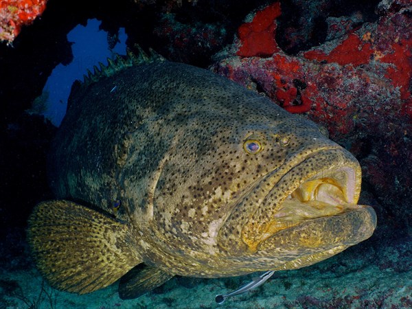 Atlantic goliath grouper