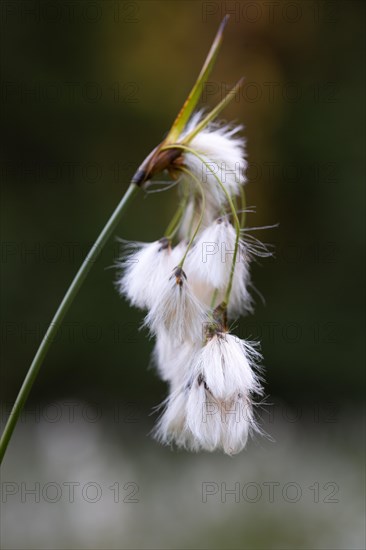 Common cottongrass