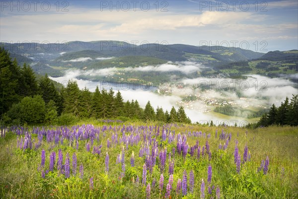 Lake Titisee in the morning with clouds over the lake and the village