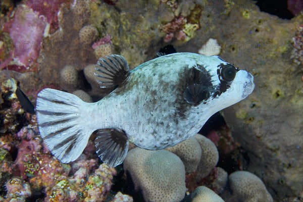 Masked pufferfish