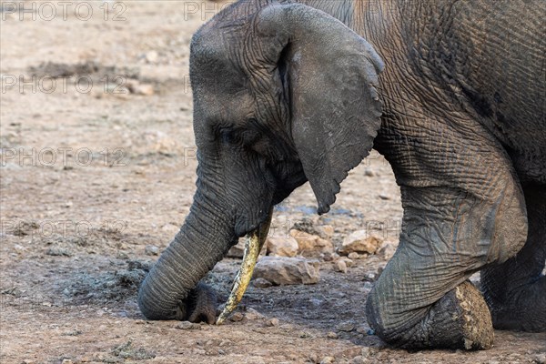 African elephant